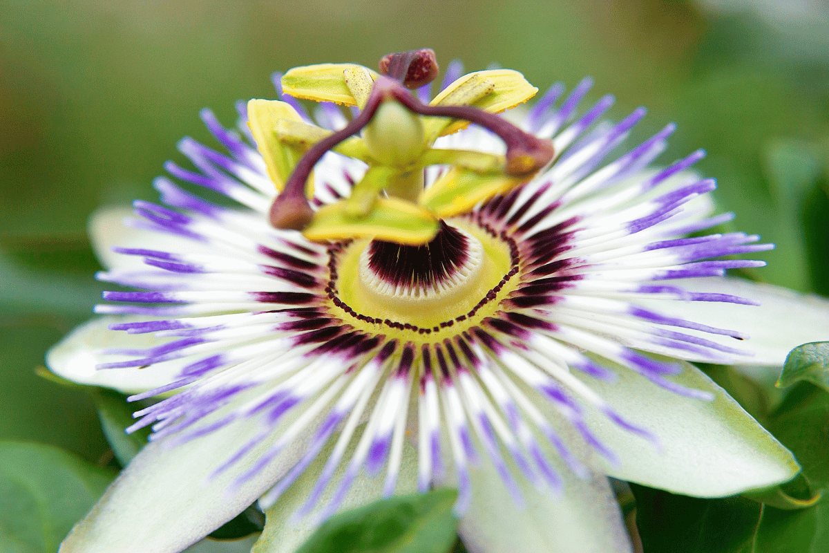 Dangerous passionflower