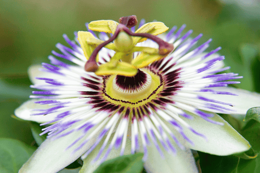 Passionflower 