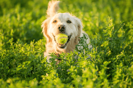Complément alimentaire chien système immunitaire : le guide pour renforcer ses défenses naturellement