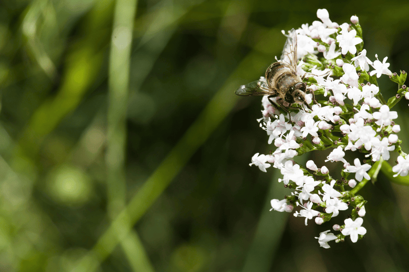 Valeriana para dormir: una solución natural para dormir mejor