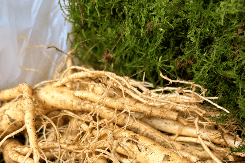 Planta de ginseng: una guía completa para identificar, cultivar y utilizar el verdadero Panax