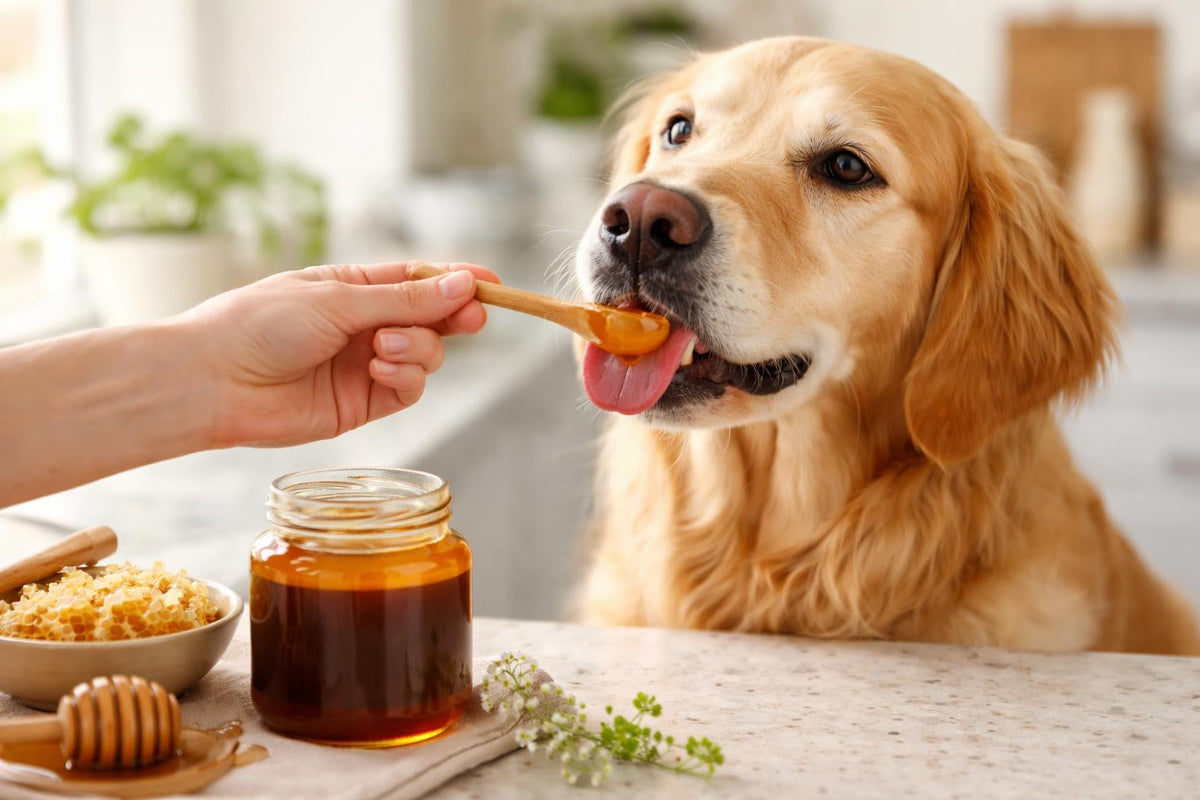 Miel de Manuka pour chiens