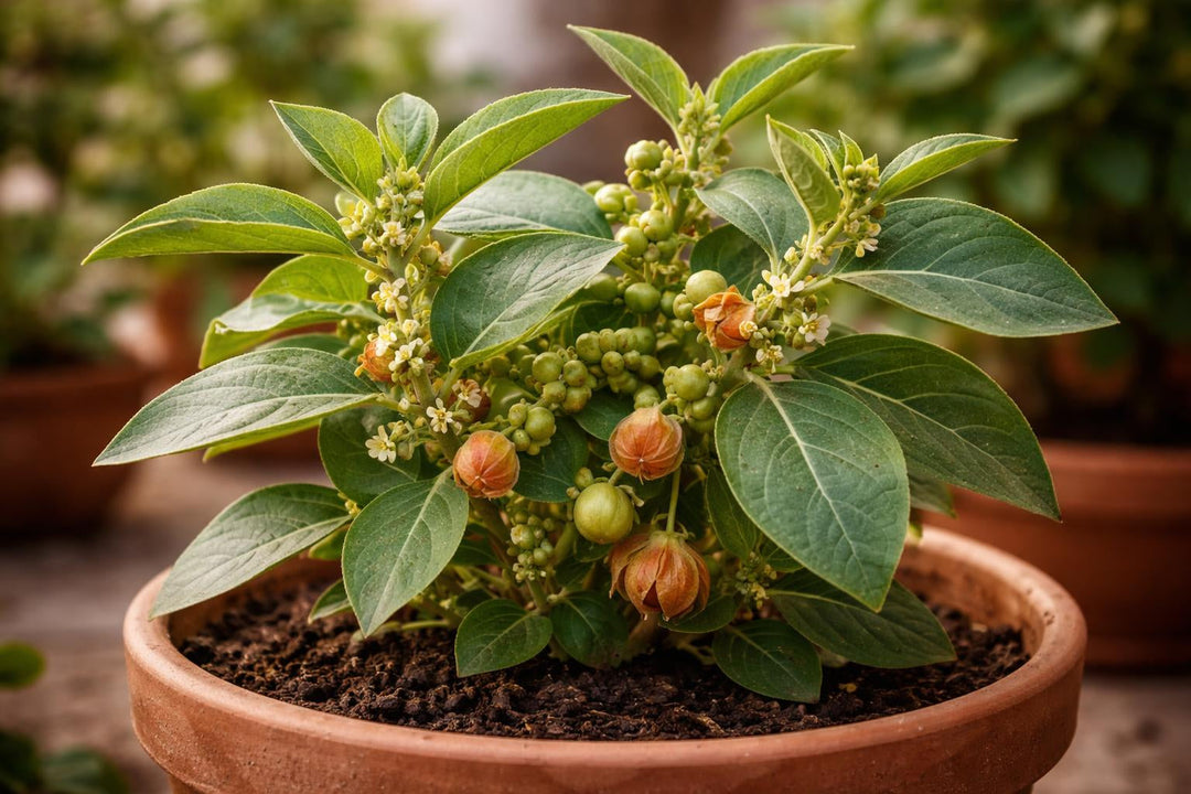 Planta de ashwagandha