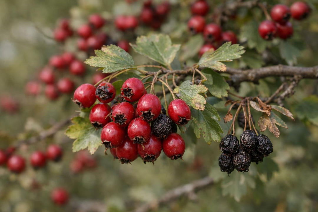 El fruto del espino es venenoso