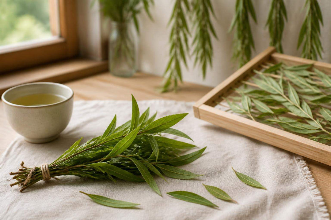 Comment faire secher la verveine