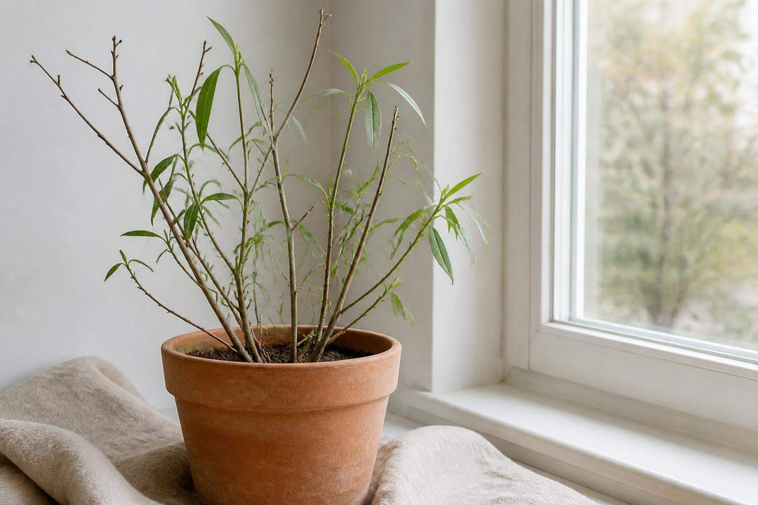 Comment garder la verveine l’hiver