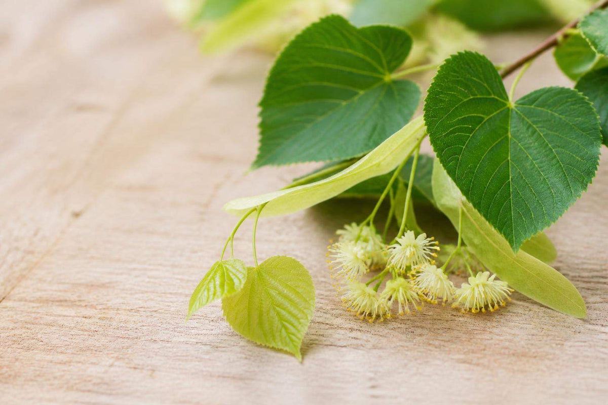 Comment reconnaître le tilleul comestible