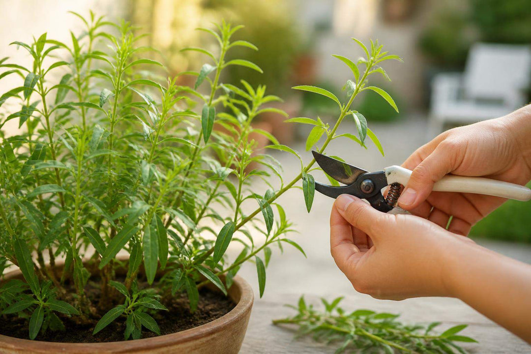 Comment tailler la verveine citronnelle