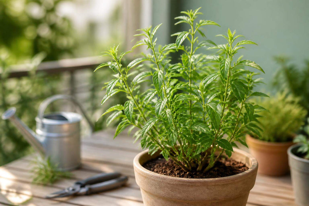 Entretien verveine citronnelle en pot
