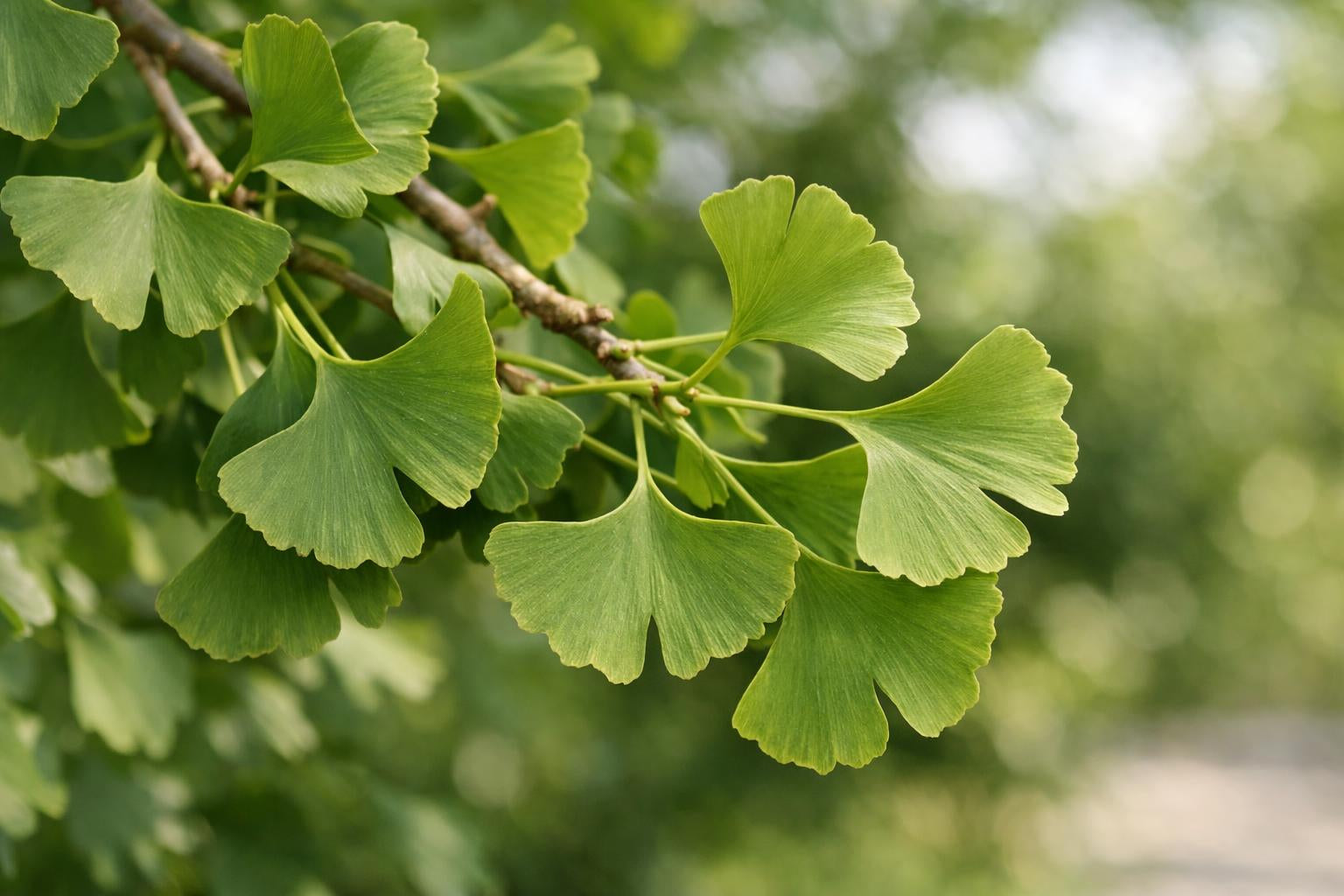 Hoja de ginkgo biloba 