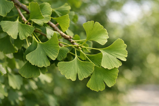 Hoja de Ginkgo biloba: beneficios, evidencia, dosis, riesgos y guía completa