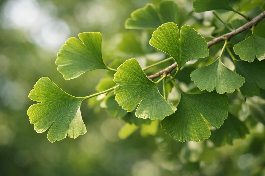 Hoja de ginkgo biloba