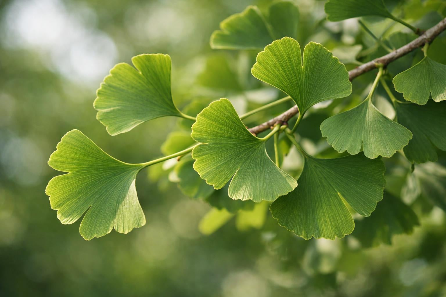 Hoja de ginkgo biloba