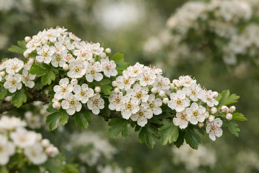 Flor de espino: beneficios, usos, dosis y seguridad