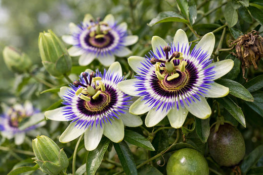 Pasiflora: beneficios, evidencia, dosis, riesgos y comparación completa