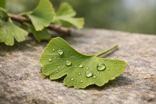 Hoja de Ginkgo biloba: usos, evidencia, dosis, riesgos y guía completa