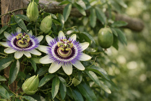 Planta de pasiflora: beneficios, evidencia, dosis, riesgos y comparación
