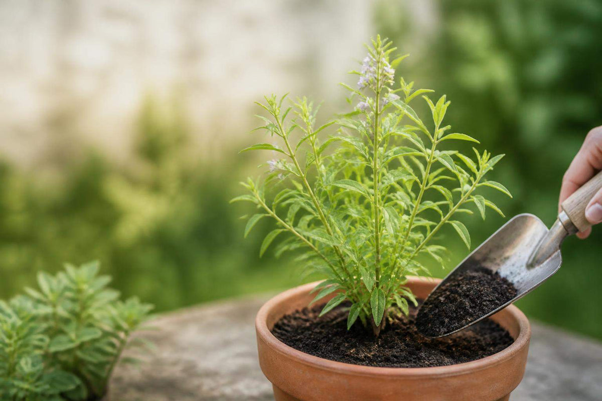 Planter verveine citronnelle