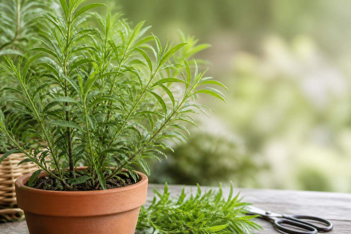 Quand recolter la verveine citronnée