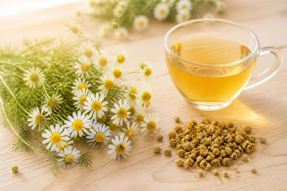 Quelle camomille pour tisane