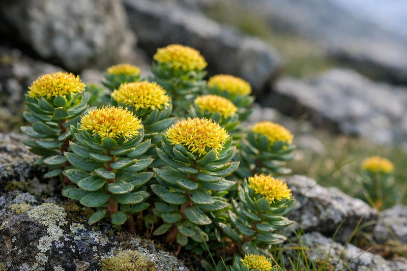 Planta de Rhodiola: beneficios, usos, dosis y precauciones