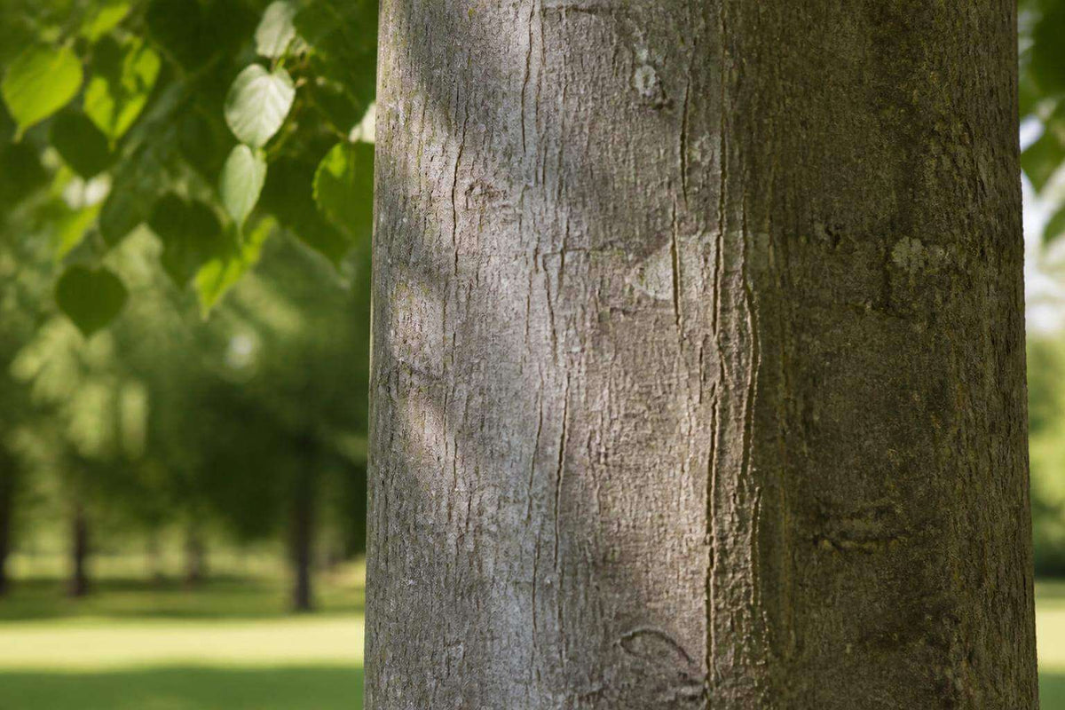 Tilleul arbre tronc