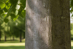 Tilleul arbre tronc : identifier et connaître cet arbre