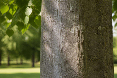 Tilleul arbre tronc : identifier et connaître cet arbre