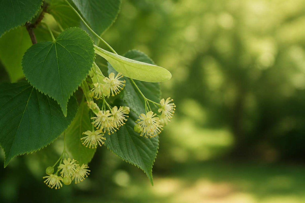 Tilleul cordata