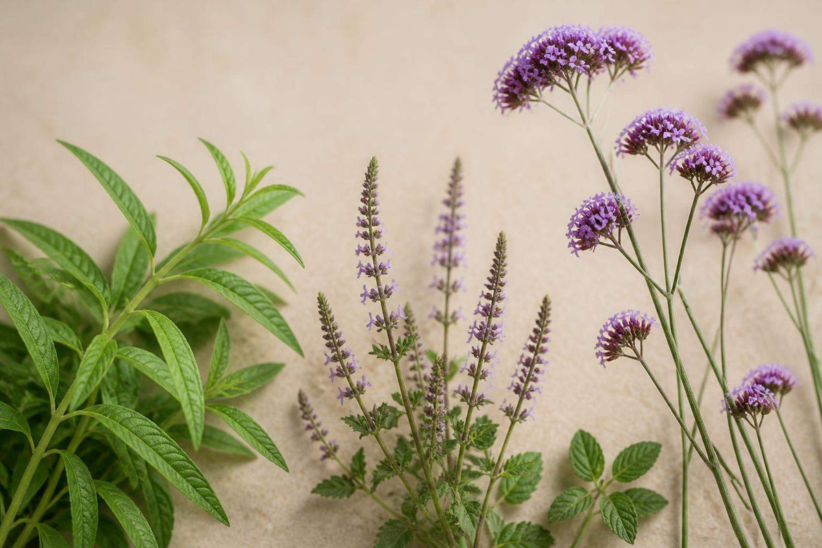 Variétés de verveine