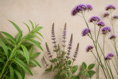 Variétés de verveine : guide complet des espèces