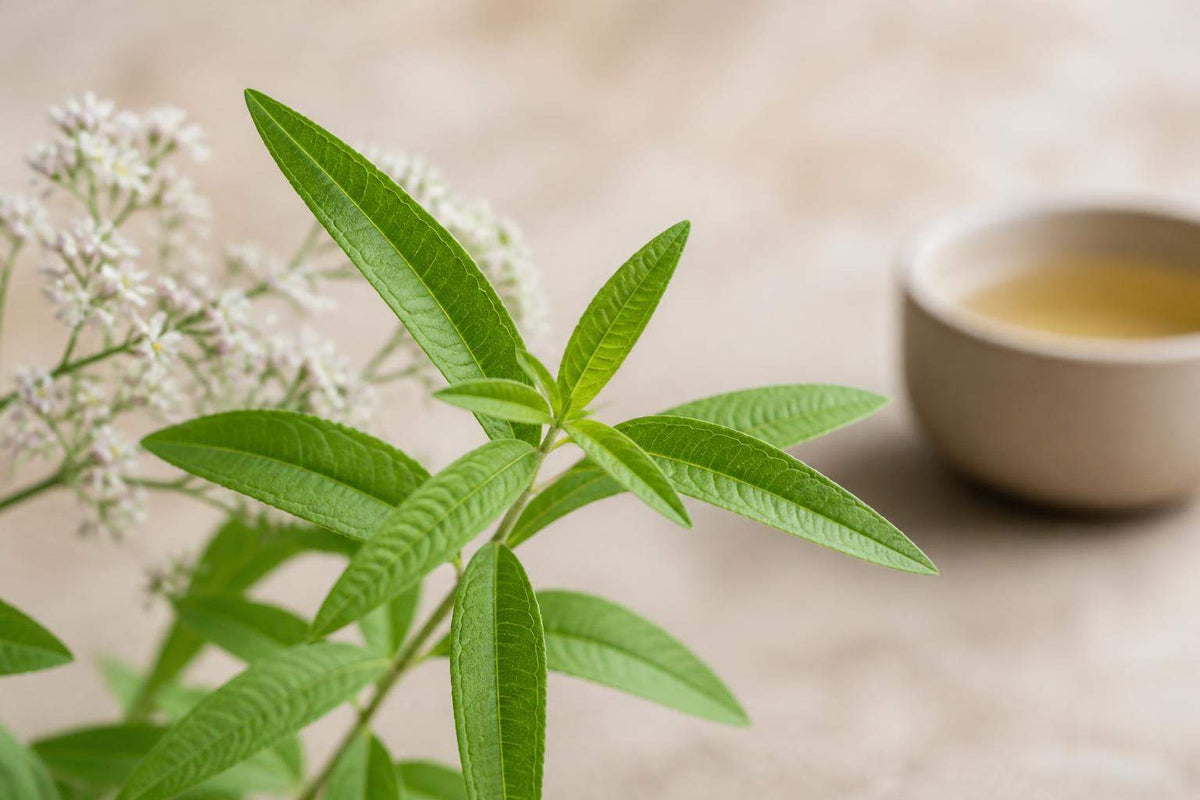 Verveine citronnée