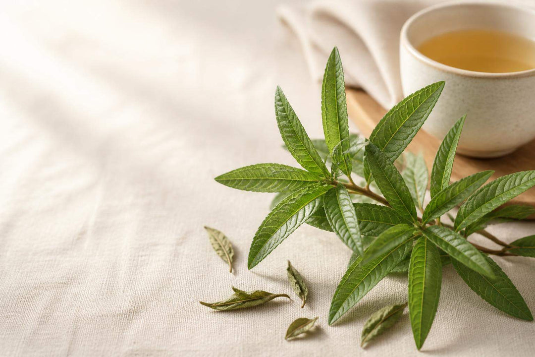 Verveine citronnelle contre indication