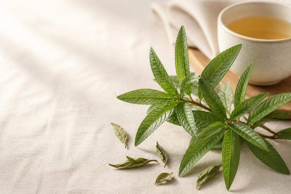 Verveine citronnelle contre indication