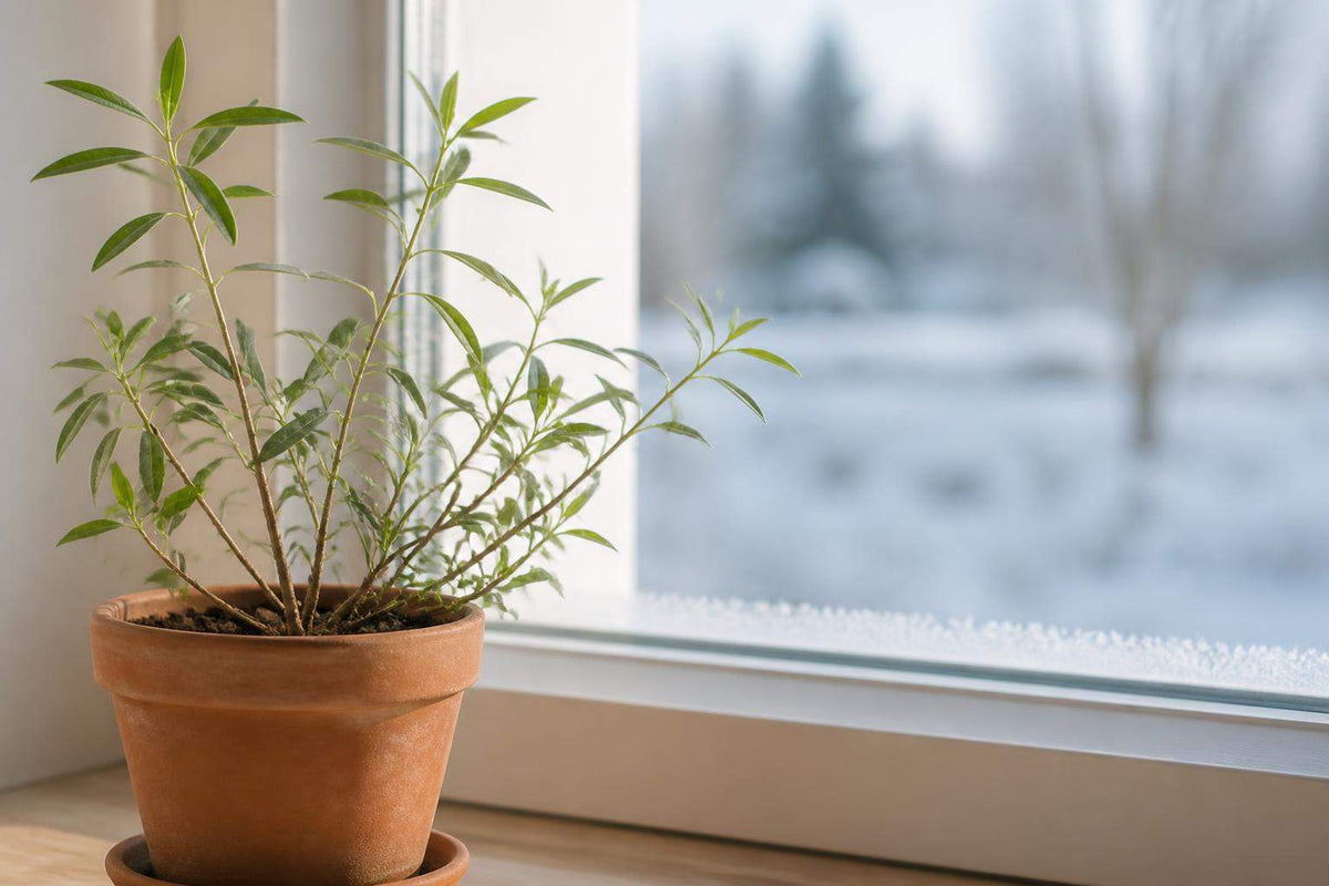 Verveine citronnelle hiver