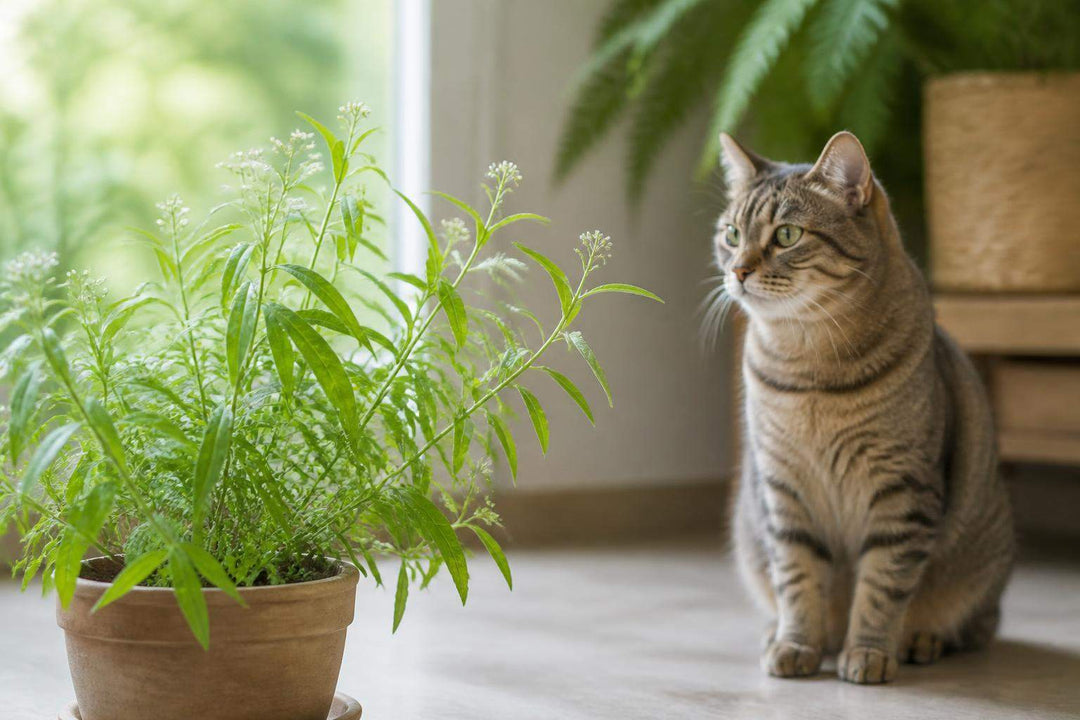 Verveine citronnelle toxique chat