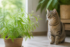 Verveine citronnelle toxique chat : ce qu'il faut savoir