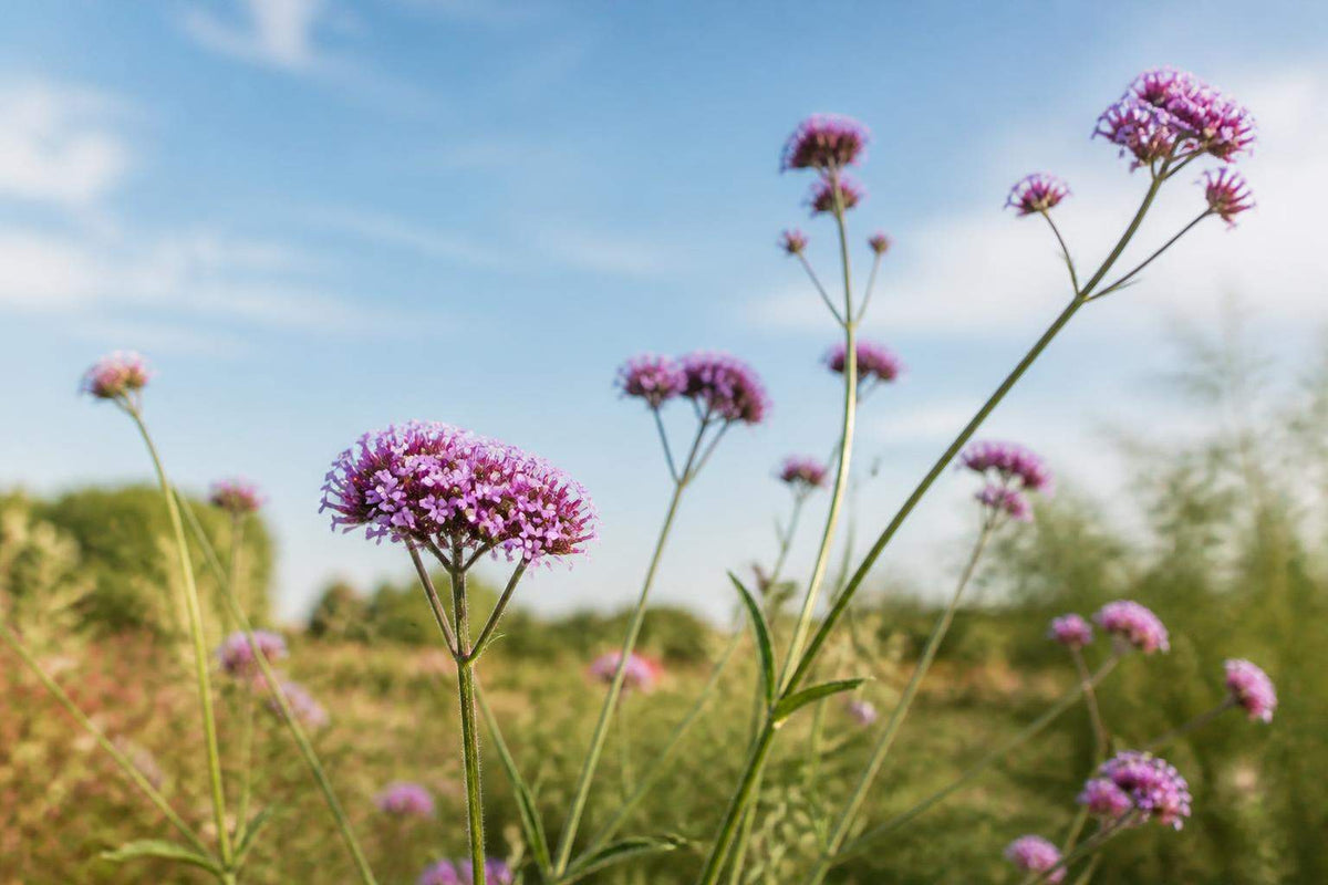 Verveine de buenos aires