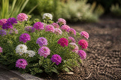 Verveine des jardins vivace : guide complet de culture