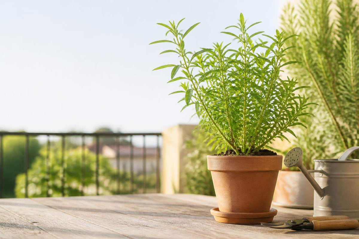 Verveine en pot entretien