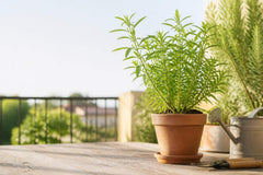 Verveine en pot : entretien facile et conseils pratiques