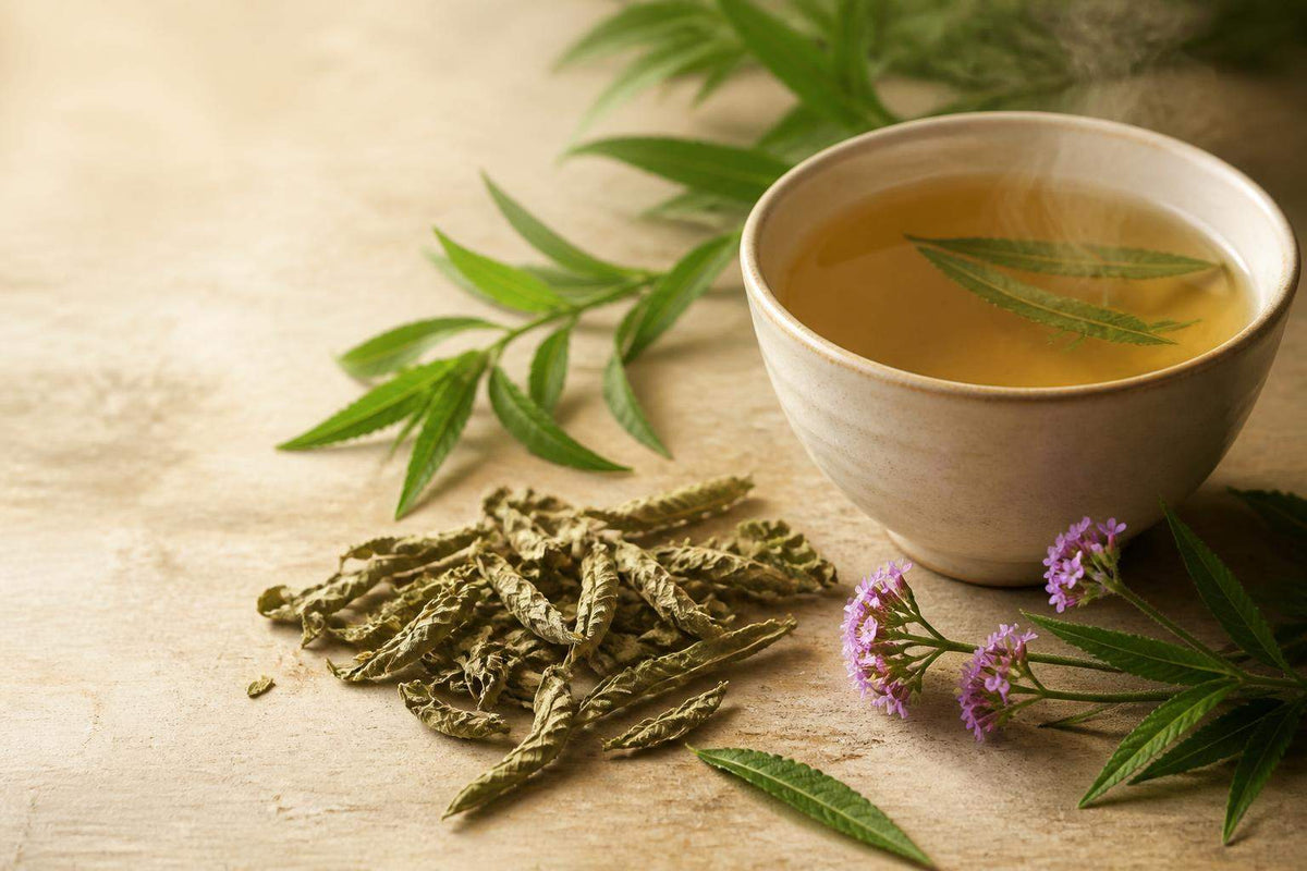 Verveine gout