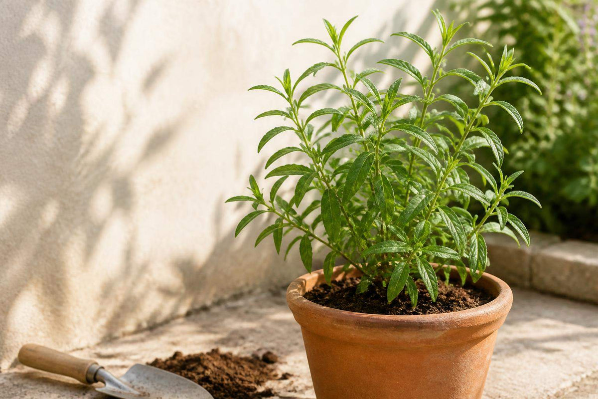 Verveine plantation et entretien