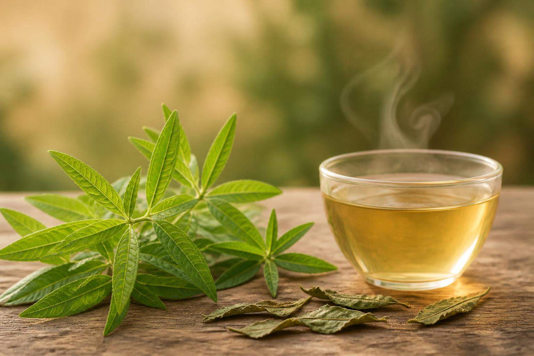 Verveine propriétés médicinales