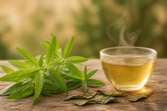 Verveine propriétés médicinales : usages et bienfaits