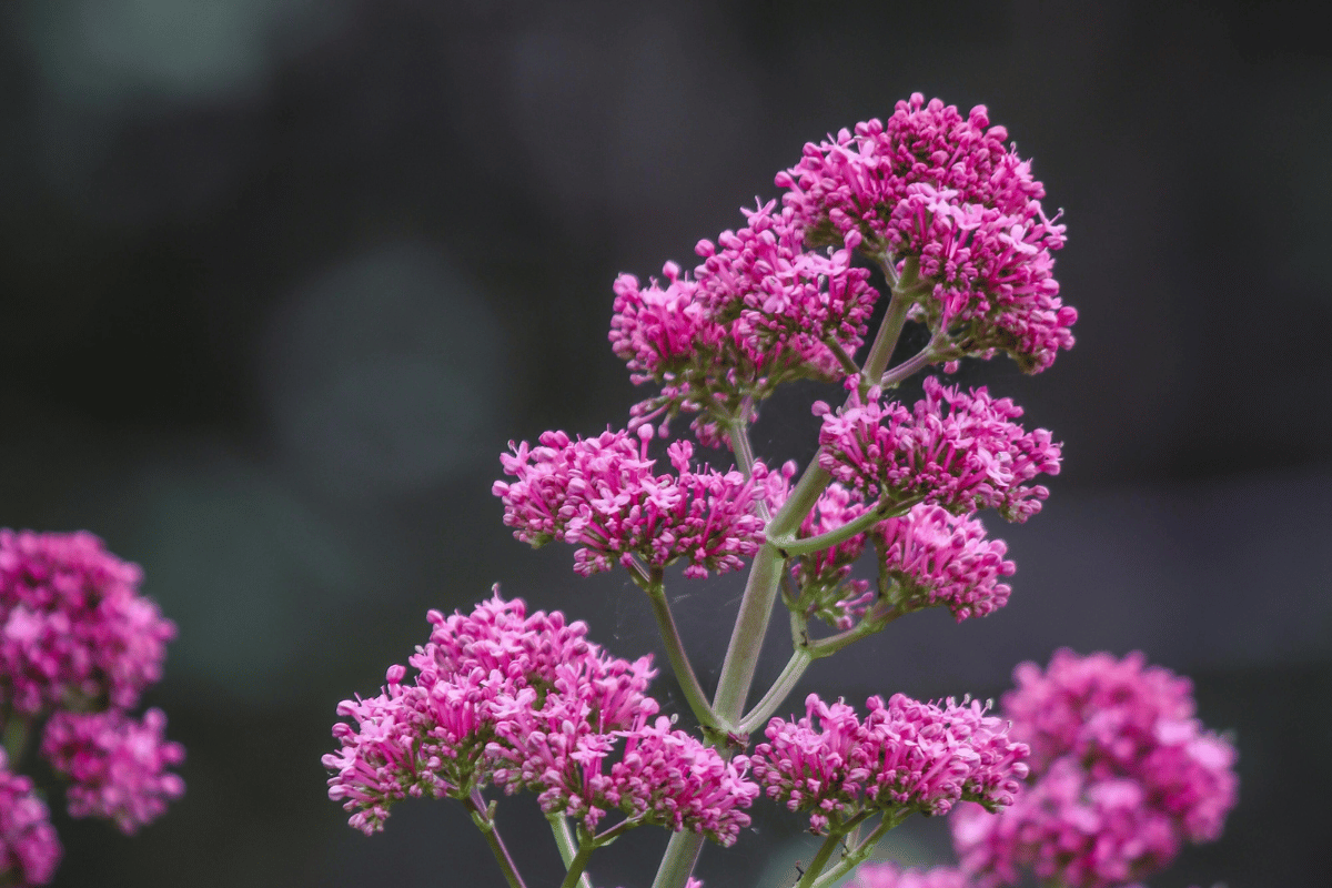 Garden Valerian