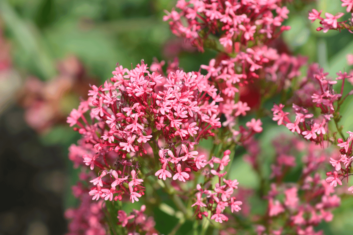 Red Valerian