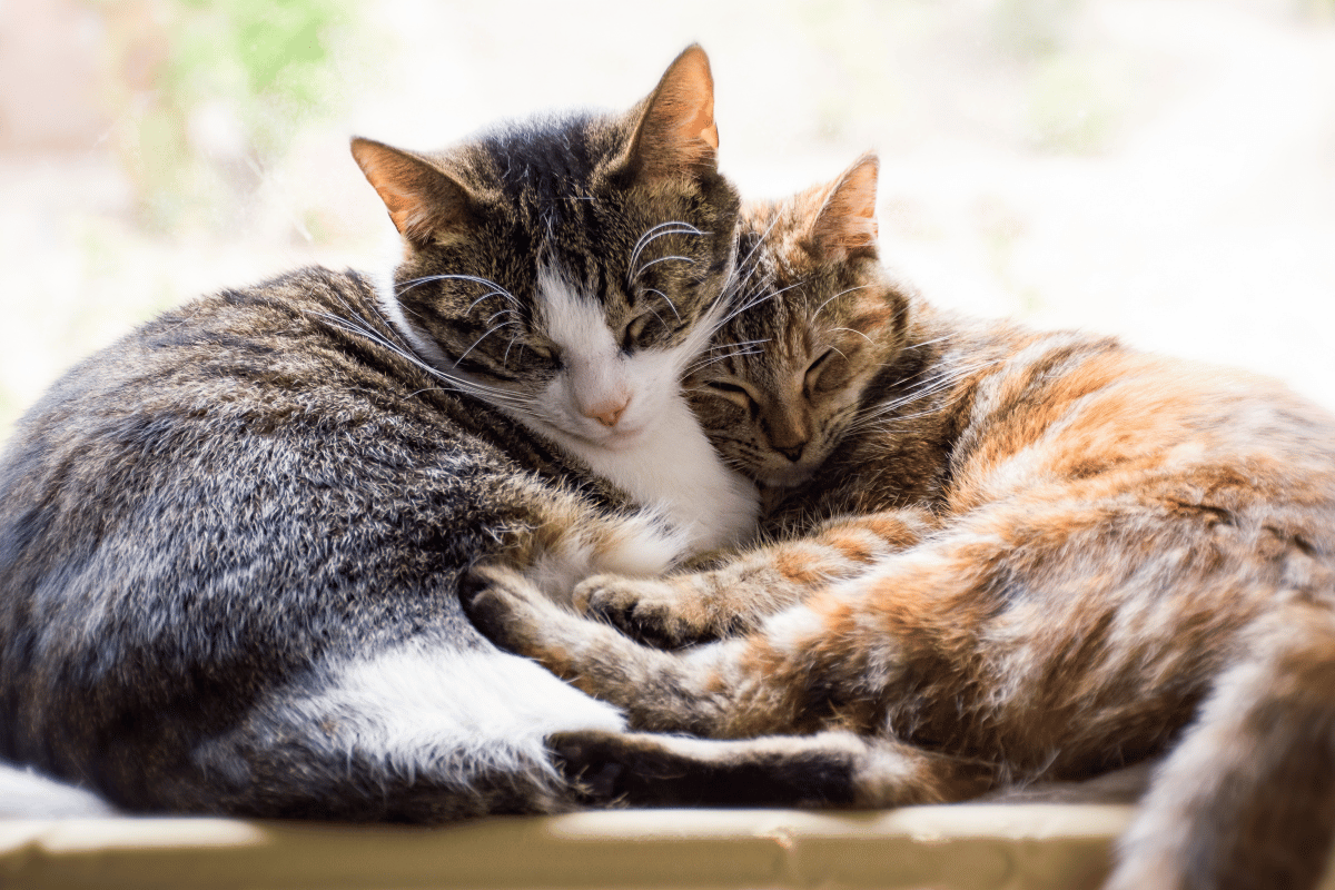 Cat health: understanding cat behavior and detecting common problems